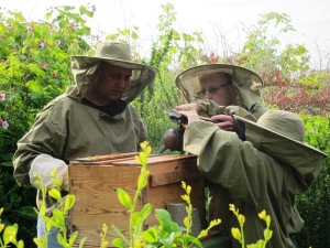 Robert och Mikael inspekterar bina.